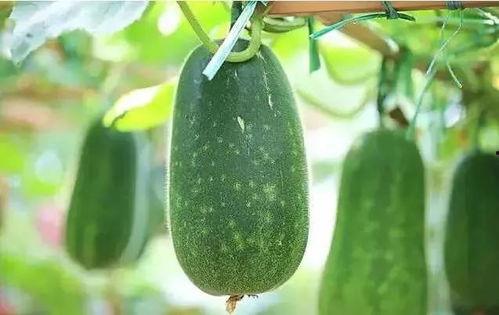 娛樂(lè)圈吃瓜文具有哪些,揭秘明星幕后故事與八卦傳聞